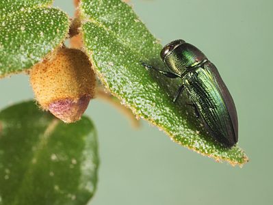 Melobasis sp. Broad green, PL4282, female, reared adult, from Correa reflexa var. scabridula, shown on larval host, SE, 9.6 × 3.6 mm